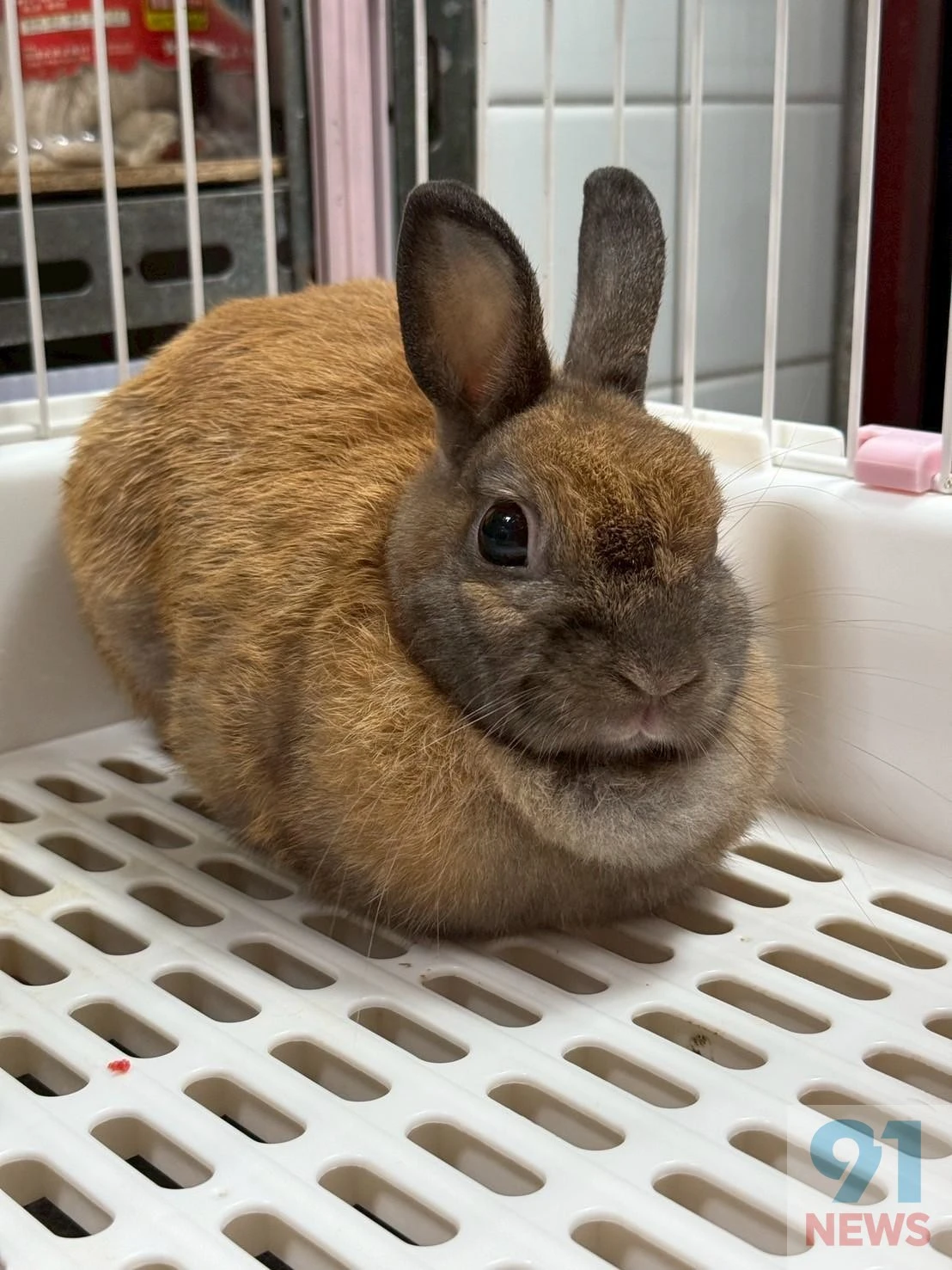 桃園市非犬貓特寵認養活動27日登場