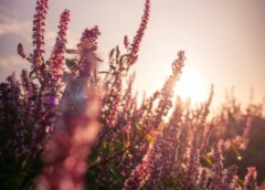 酷洛米搭浪漫粉紫花海 桃園仙草嘉年華22日揭幕