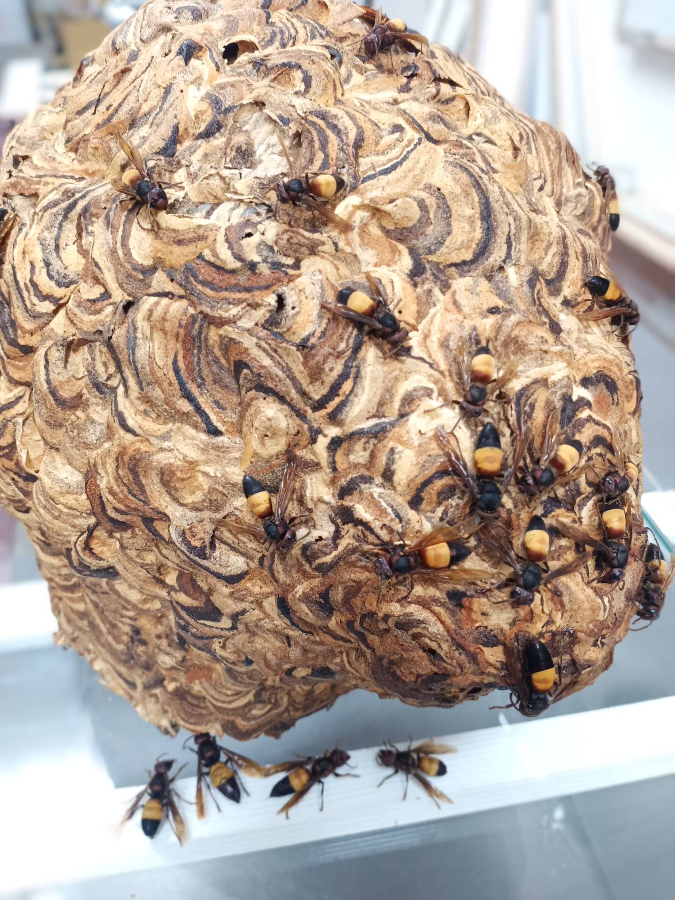 桃市捕蜂捉蛇元旦起轉型委外