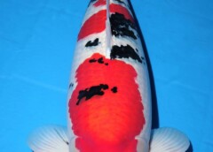 由周蔡鑫以「大正三色」榮獲全體總冠軍