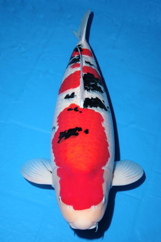 由周蔡鑫以「大正三色」榮獲全體總冠軍