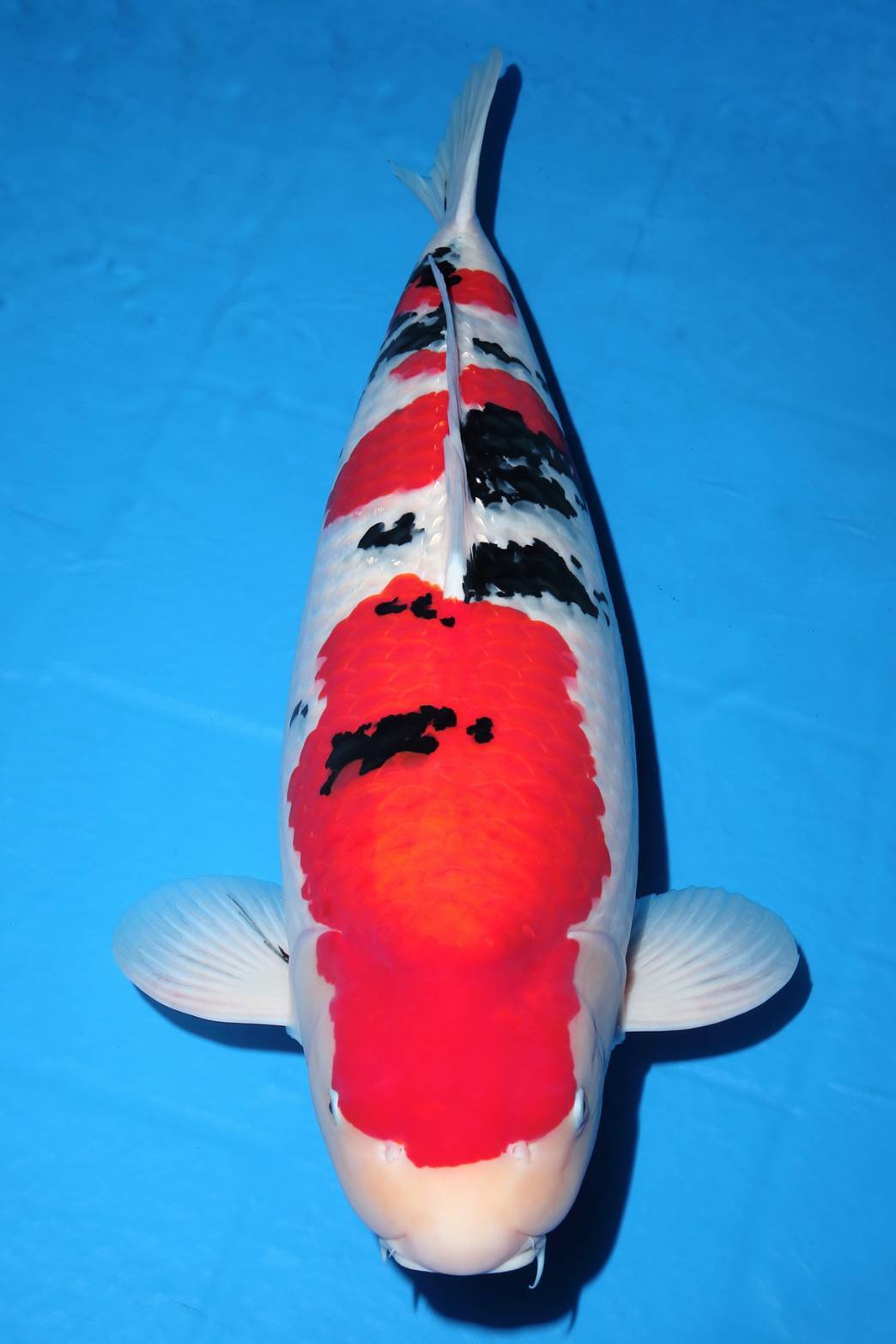 由周蔡鑫以「大正三色」榮獲全體總冠軍