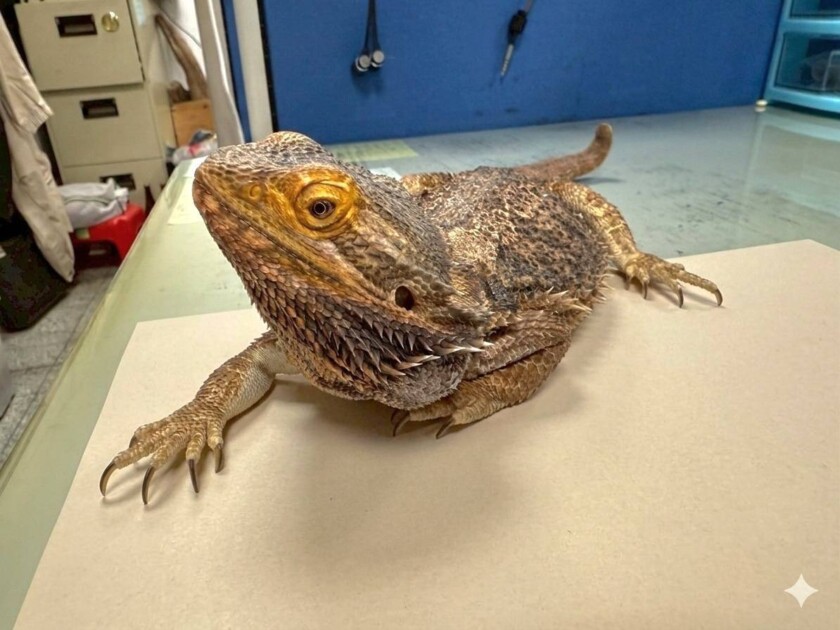 桃園市第一季非犬猫特寵認養3月14日開跑。（圖／桃園市動保處）