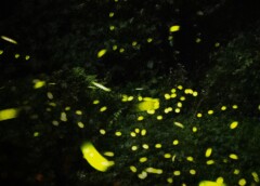 2026桃園賞螢季登場　跟著賞螢地圖追螢光