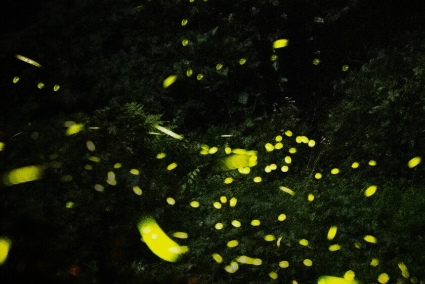 2026桃園賞螢季登場　跟著賞螢地圖追螢光