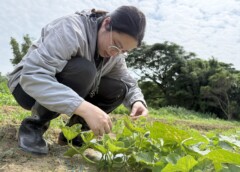 26歲的潘顯柔畢業於國立中興大學植物病理學系，也是全台首屆「植物診療師國考」合格診療師。（圖／桃園市觀音區農會）