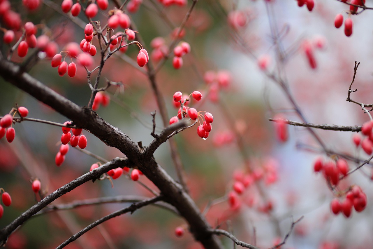 夏末限定紅浪 大漢溪畔鳳凰木染紅河岸步道（圖／Pixabay）